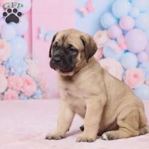 Dexter, English Mastiff Puppy